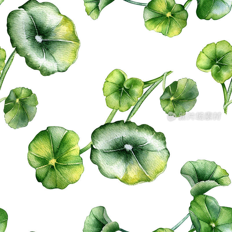 积雪草，天竺葵水彩无缝图案隔离在白色。Pennywort, gotukola，圆形叶子，草本植物手绘。包装、标签、包装、纺织品、背景设计